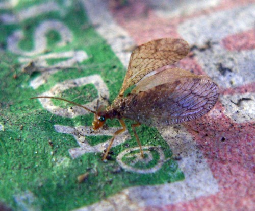 Hemerobiidae: Micromus angulatus con ala malformata